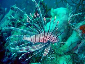 Courtesy of the FWC, lionfish